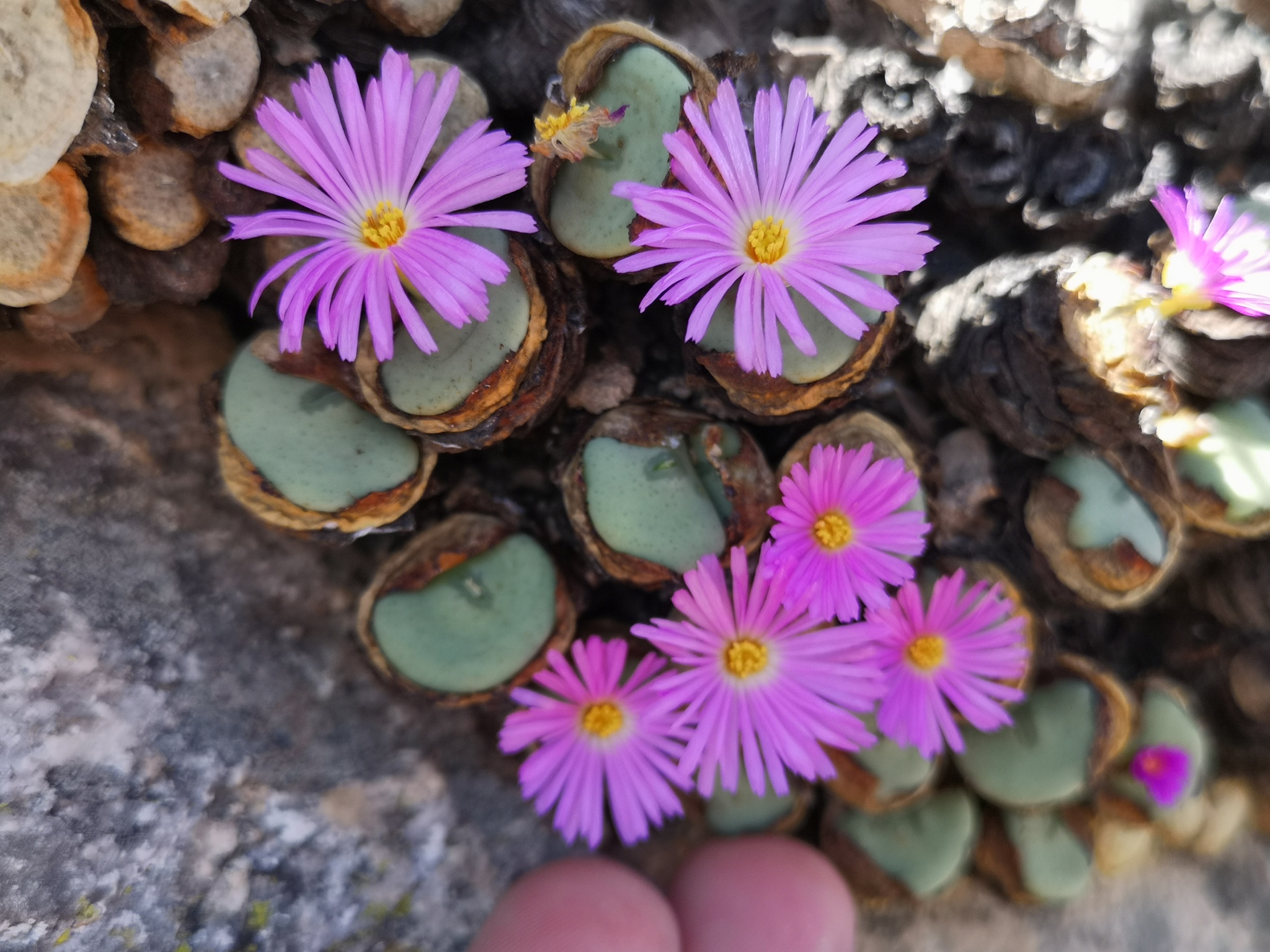 Conophytum wettsteinii · iNaturalist