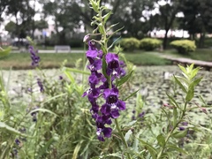 Angelonia salicariifolia