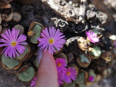 Conophytum wettsteinii