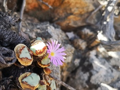 Conophytum wettsteinii