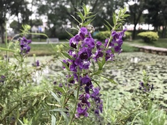 Angelonia salicariifolia