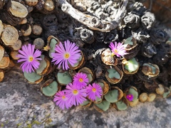 Conophytum wettsteinii