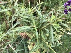 Angelonia salicariifolia