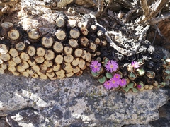 Conophytum wettsteinii