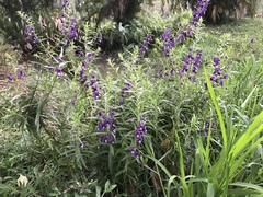 Angelonia salicariifolia