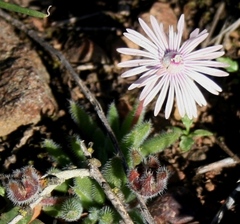 Trichodiadema strumosum