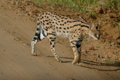 Leptailurus serval lipostictus