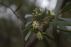 Eucalyptus polybractea
