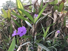 Ruellia simplex