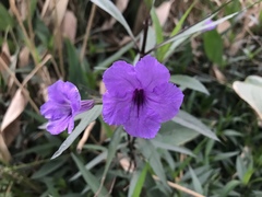 Ruellia simplex