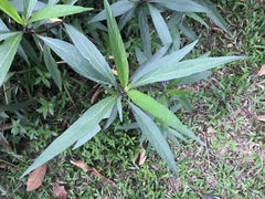 Ruellia simplex