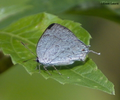 Ostrinotes sophocles
