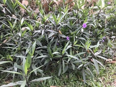 Ruellia simplex
