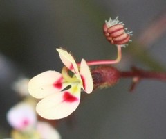 Stylidium caespitosum