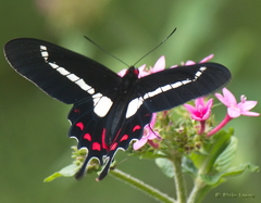 Parides agavus