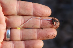 Floerkea proserpinacoides