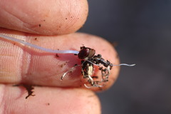 Floerkea proserpinacoides