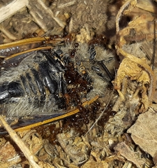 Solenopsis gayi