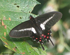 Parides proneus
