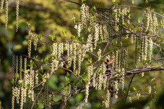 Stachyurus praecox