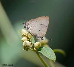 Parrhasius polibetes