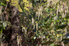Stachyurus praecox