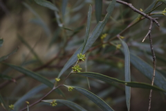 Eucalyptus polybractea