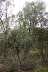Eucalyptus polybractea