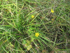 Ranunculus propinquus