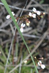 Stylidium caespitosum