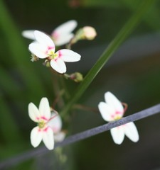 Stylidium caespitosum