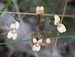 Stylidium caespitosum