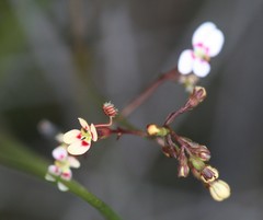 Stylidium caespitosum