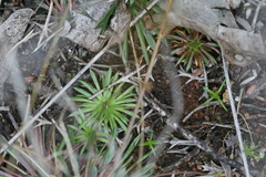 Stylidium caespitosum