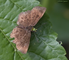 Staphylus chlorocephala