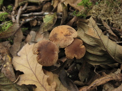 Naucoria escharioides