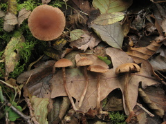 Naucoria escharioides