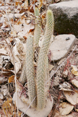 Cleistocactus