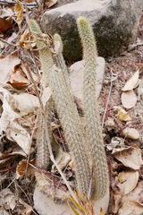Cleistocactus