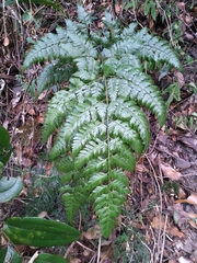 Davallia divaricata