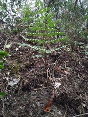Davallia divaricata
