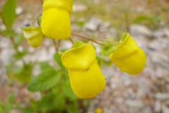 Calceolaria elatior