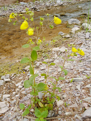 Calceolaria elatior