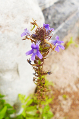 Stemodia stricta