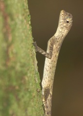 Aphaniotis fusca