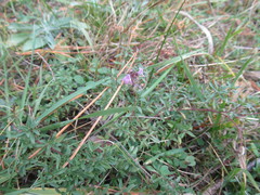 Thymus altaicus