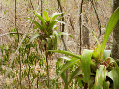 Tillandsia australis