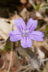 Ruellia erythropus