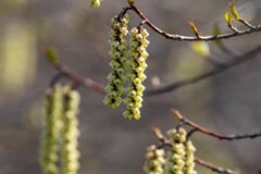 Stachyurus praecox
