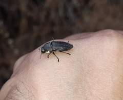 Tyndaris marginella